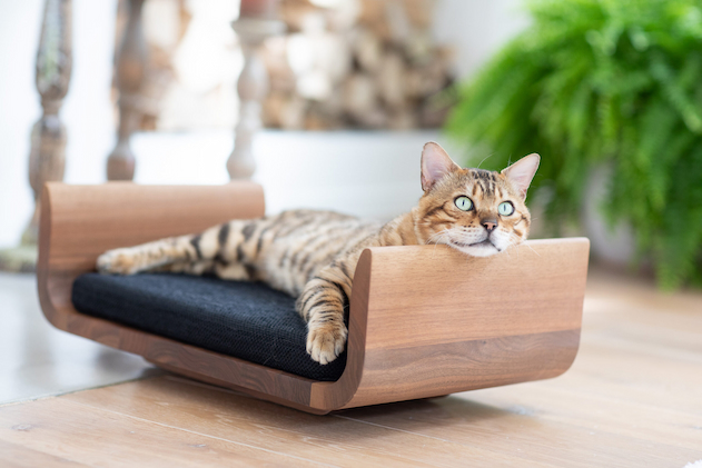 cat laying in his furniture