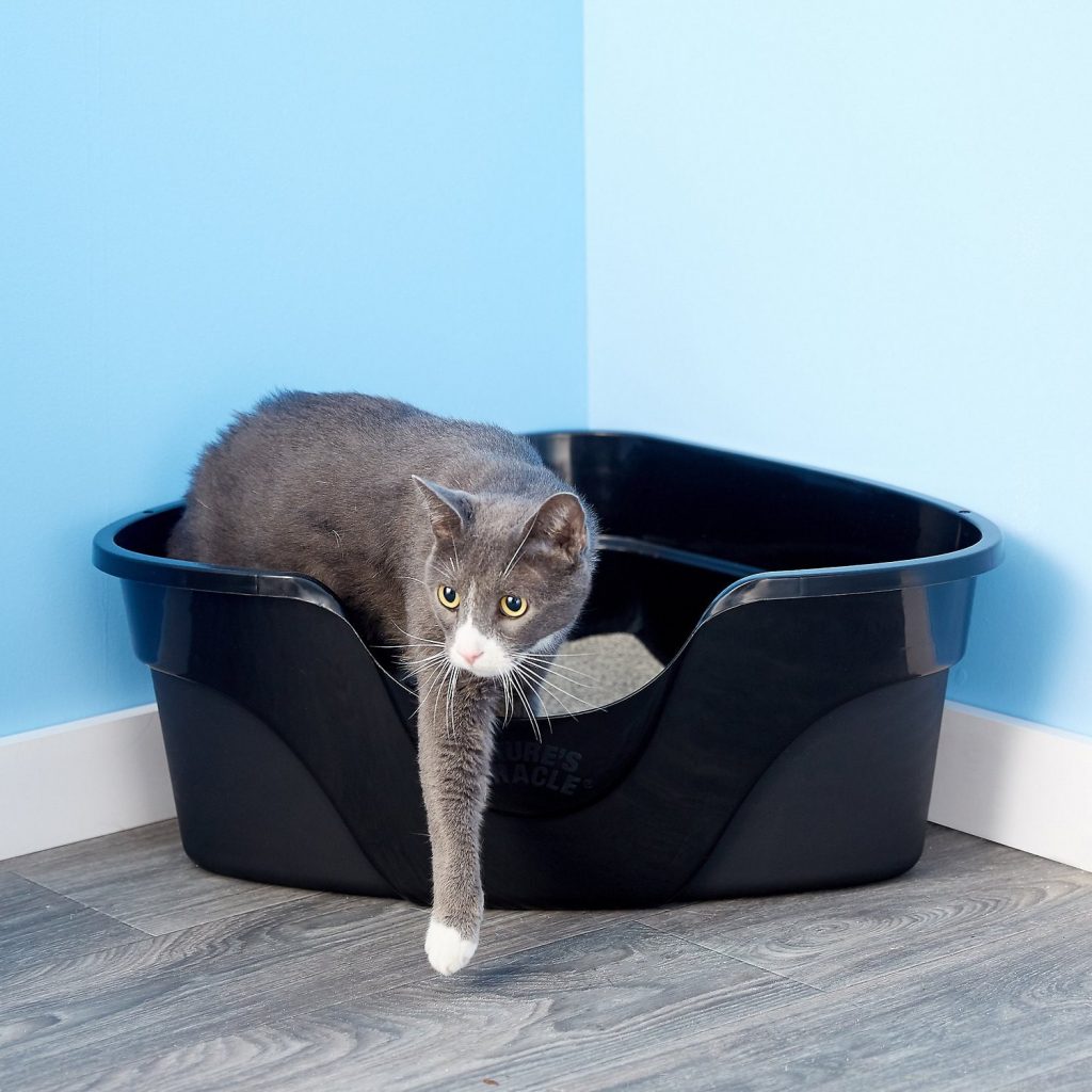 cat litter box