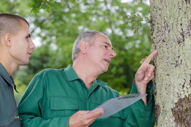 Tree arborists look at tree