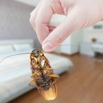 pest-control
