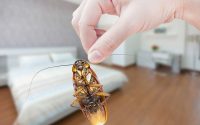 pest-control