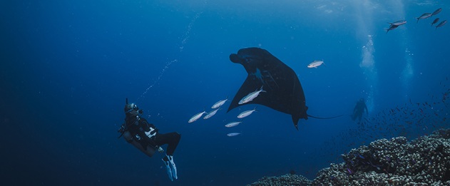 scuba fiji