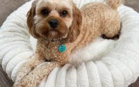 Medium Cloe Pet Bed